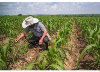 Colapsa agricultura de Tamaulipas por falta de créditos.