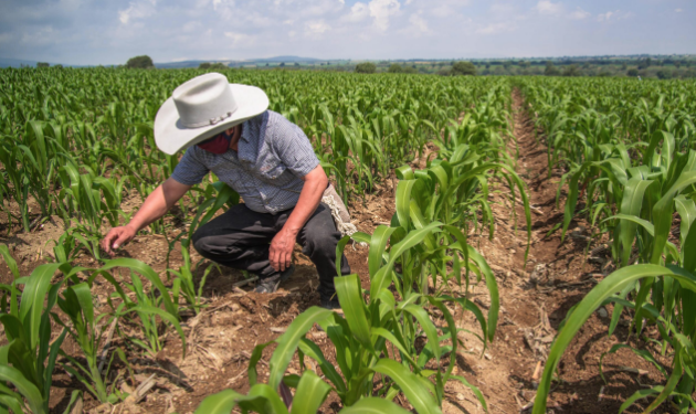 Colapsa agricultura de Tamaulipas por falta de créditos.