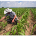 Colapsa agricultura de Tamaulipas por falta de créditos.
