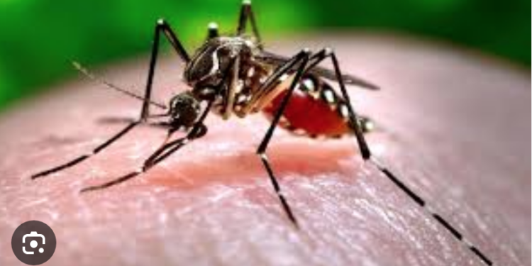 La ciudadania es la principal culpable de tanto dengue, acusa diputado