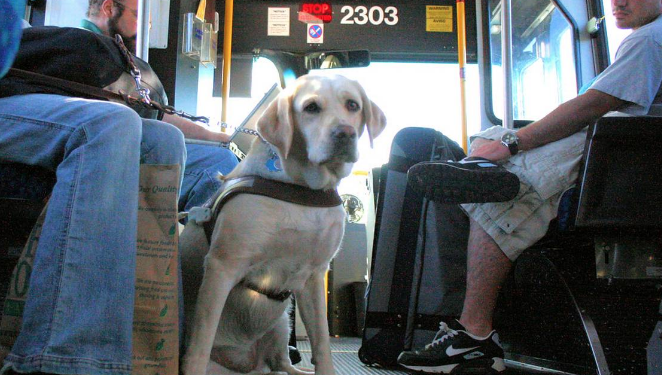 Proponen que invidentes puedan usar transporte