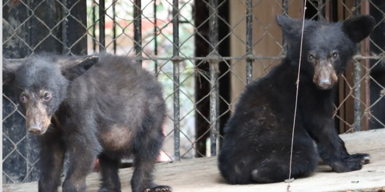 Capturan tres osos en zona de Victoria