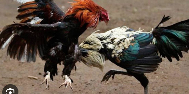 Morena quiere prohibir peleas de gallos en Tamaulipas