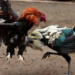 Morena quiere prohibir peleas de gallos en Tamaulipas
