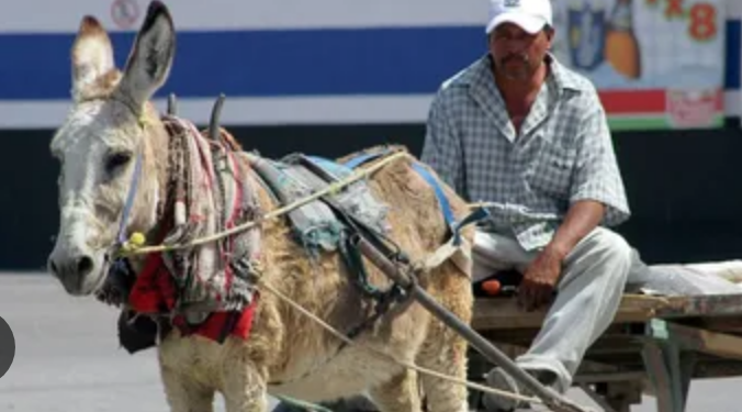 Morena impulsa reforma de ley ¡para proteger a caballos y asnos!