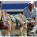 Morena impulsa reforma de ley ¡para proteger a caballos y asnos!
