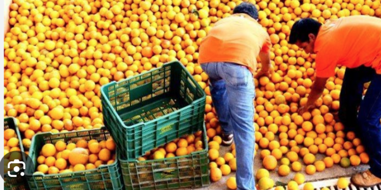 Cae 50% la producción de naranja en Tamaulipas