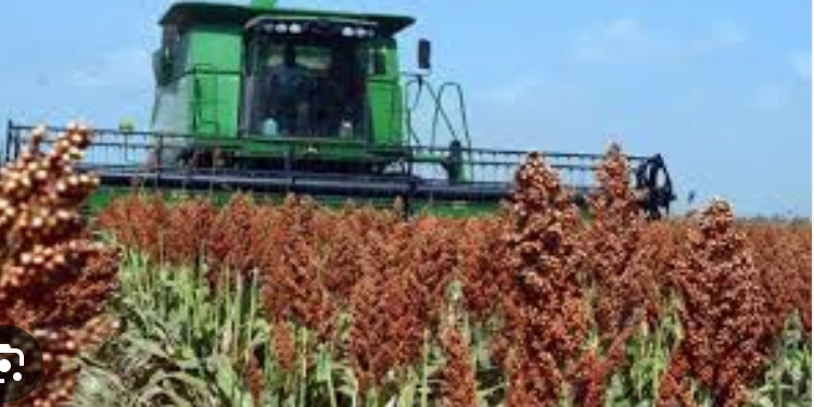 Sorgueros de Tamaulipas siguen siendo los mejores del país.