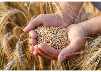 Sembrarán trigo en vez de sorgo en Tamaulipas.