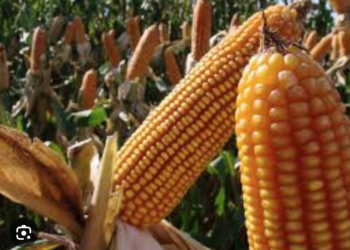 «En Tamaulipas se siembra maíz transgénico y nadie se da cuenta», aseguran productores.