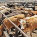 Reactivarán exportación de ganado tamaulipeco hacia Estados Unidos.