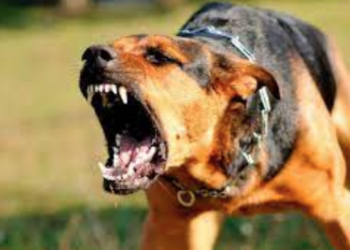 Registran 419 ataques de perros a personas en Tamaulipas en lo que va del año