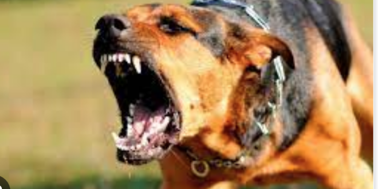 Registran 419 ataques de perros a personas en Tamaulipas en lo que va del año