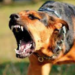 Registran 419 ataques de perros a personas en Tamaulipas en lo que va del año