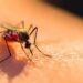 Repuntan casos de dengue  en Tamaulipas; reportan 12  graves