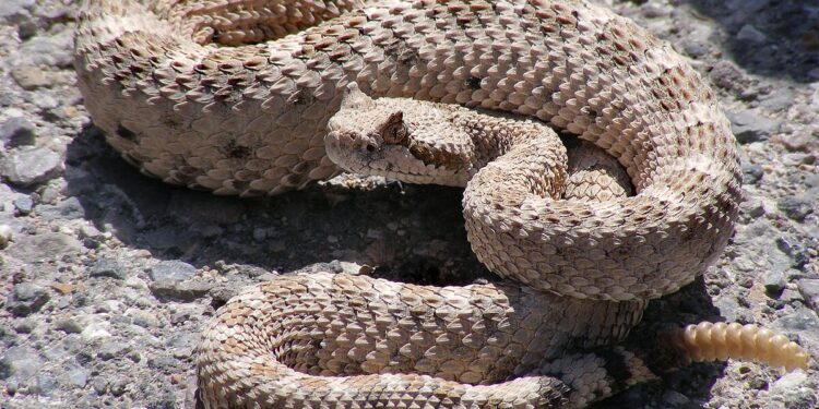 MATAMOROS: JOVEN MUERE TRAS PRESUNTO ATAQUE DE SERPIENTE