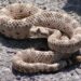 MATAMOROS: JOVEN MUERE TRAS PRESUNTO ATAQUE DE SERPIENTE