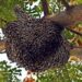 Muere hombre en Reynosa tras ser atacado por enjambre de abejas
