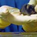 Salud compra 587 animales para sus laboratorios; va desde conejos, ratones y pavos