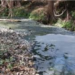 Victorenses siguen contaminando el San Marcos