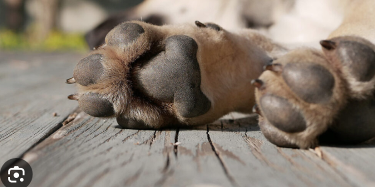 “CASTROCIN” MURIÓ BAJO EL SOL; DUEÑA SERÁ INVESTIGADA POR MALTRATO ANIMAL