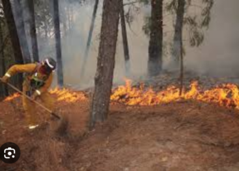 Castigarán hasta con 10 años de prisión a quien provoque un incendio forestal.