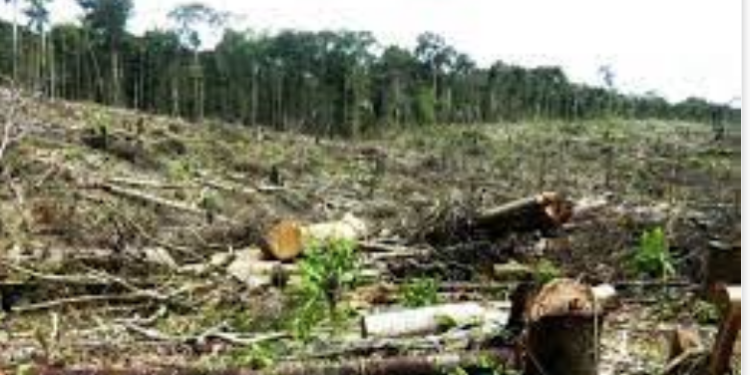 Contaminación, deforestación y basura: las amenazas ambientales que asfixian a Tamaulipas