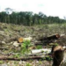 Contaminación, deforestación y basura: las amenazas ambientales que asfixian a Tamaulipas