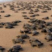 Preparan liberación de crías de tortuga Lora en playas de Tamaulipas