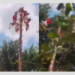 Se accidentan 5 voladores de Papantla, en Veracruz; Se rompe el mástil mientras descendían.
