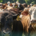 Anuncia EU reapertura gradual de frontera para el ganado