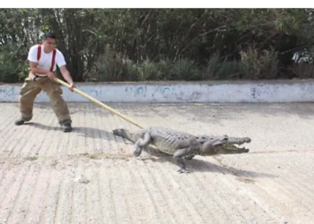 INTENSIFICAN PROTECCIÓN DE OSOS, COCODRILOS Y JAGUARES EN TAMAULIPAS