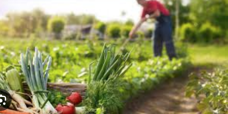 Tamaulipas busca exportar sábila, hortalizas y miel a EU y Europa