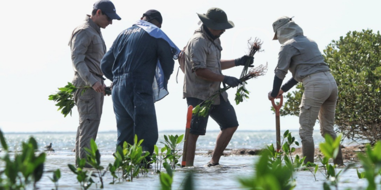 Reforestan manglares en Soto la Marina
