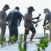 Reforestan manglares en Soto la Marina