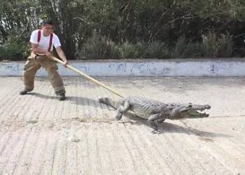 En un mes, ¡capturan 105 cocodrilos en el sur!