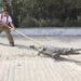 En un mes, ¡capturan 105 cocodrilos en el sur!