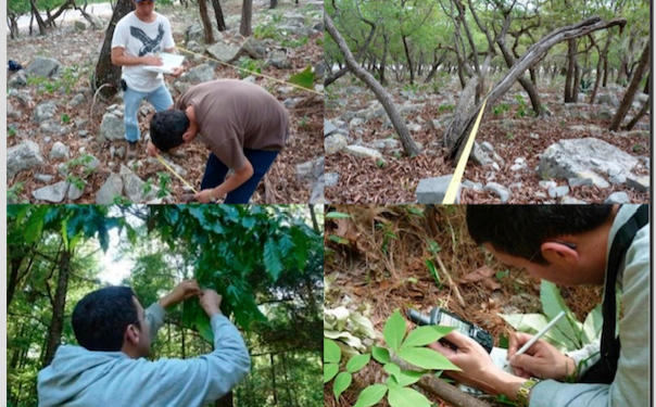Busca la UAT conservar bosques de encino con tecnología geoespacial