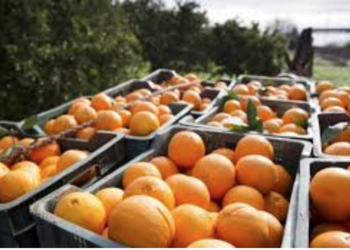 Caerá 50% cosecha de naranja tamaulipeca