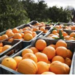 Caerá 50% cosecha de naranja tamaulipeca