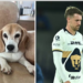 Jugador de Pumas ofrece recompensa de 10 mil dólares por su perro.