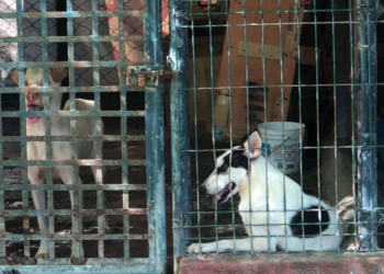 Exhortarán a los alcaldes a crear direcciones de Protección Animal