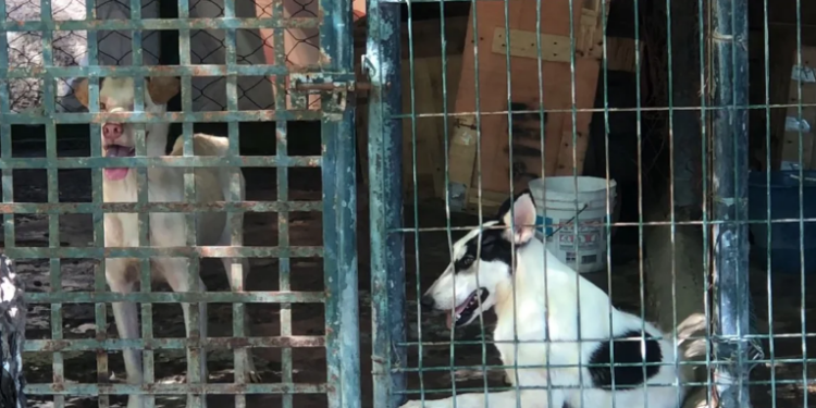 Exhortarán a los alcaldes a crear direcciones de Protección Animal