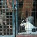 Exhortarán a los alcaldes a crear direcciones de Protección Animal