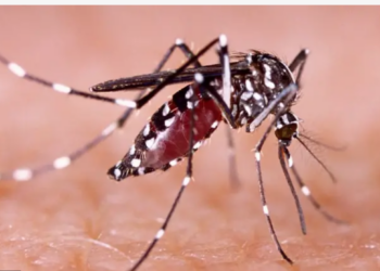 «Golpea» el dengue al sur de Tamaulipas.