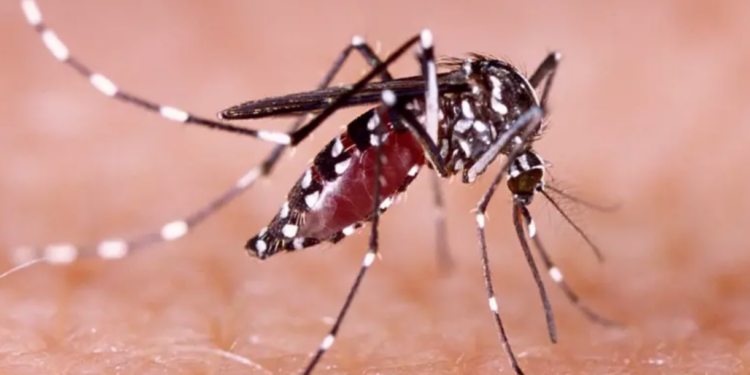«Golpea» el dengue al sur de Tamaulipas.