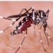 «Golpea» el dengue al sur de Tamaulipas.