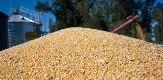 EU “inunda” con maíz el mercado mexicano, acusan agricultores tamaulipecos.