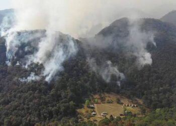 Incendios y deforestación aceleran el deterioro de bosques en Tamaulipas