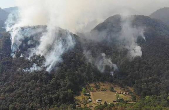 Incendios y deforestación aceleran el deterioro de bosques en Tamaulipas